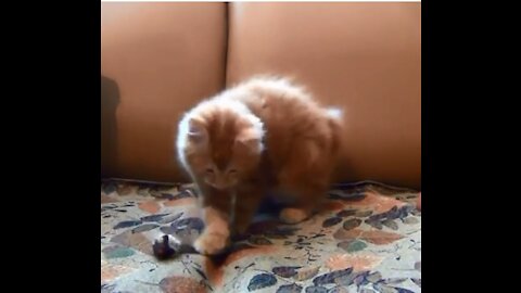 A cat playing with a mouse doll
