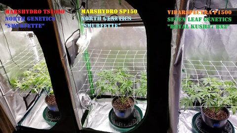 MarsHydro Viparspectra 👽 North Genetics / 🍍 Seven Leaf Genetics / Seed Project Finale! 👩‍🦰👩‍🦱👱‍♀️