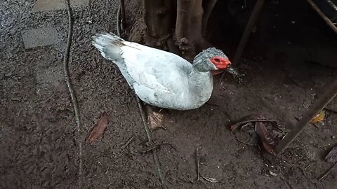 Muscovy Drake ( Silver ) 18/06/2020