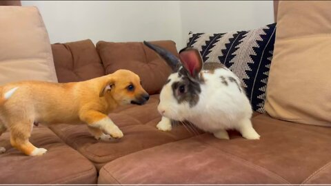 Puppy Meets Giant Rabbit for the First Time