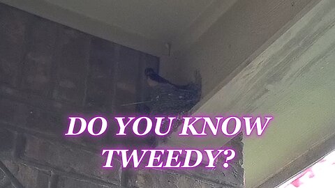 DO YOU KNOW TWEEDY?