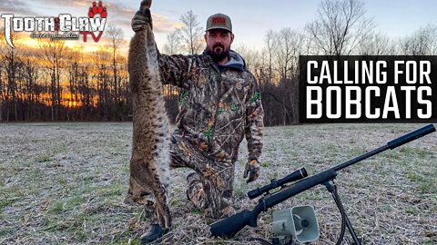 Calling For Bobcats - Bobcat Hunting