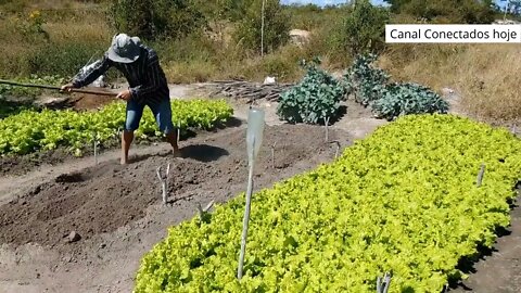 Como adubar horta para alface ? preparando hortaliças Canteiros para palntar mudas adubo orgânico