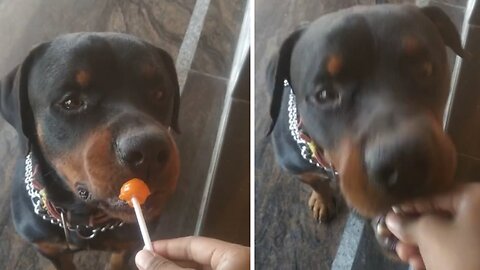 dog eating lolipop