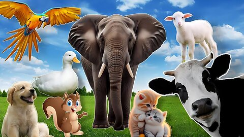 Learn about Adorable Animals : Cat, dog, duck, otter, cow, squirrel, otter - Animal Sounds