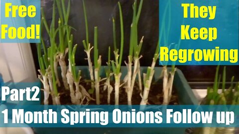 Kitchen Scraps Regrowing Spring Onions 1 Month Later.Part2