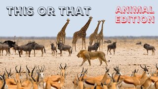 This Or That Animal Edition