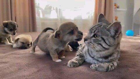 funny_cat_reaction_ too_puppy