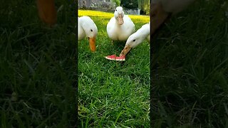 #ducks #watermelon #homesteading #homesteadlife #farm #farmlife #farmanimals #cuteanimals