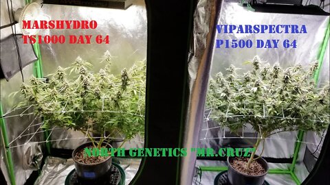 APPLES TO APPLES? SIDE BY EACH" ep 9 Day 64 North Genetics Mr.Cruz 👽 Mars TS1000 Viparspectra P1500