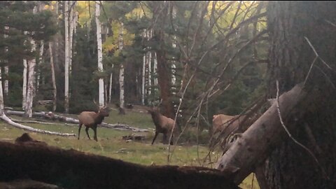 Extended Edition of 2021 Solo Muzzy Deer hunt : Day 6 of 10