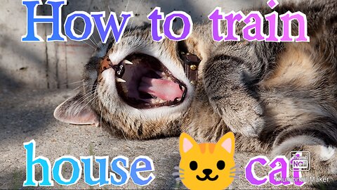 How to train house cat easily
