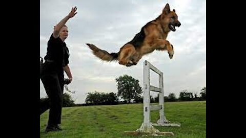 Guard Dog Training Step by Step!