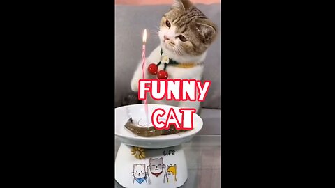 Funny and cute cat compilation videos