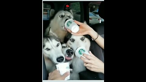 Cute dog drinking milk