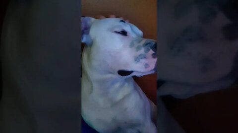 I love massage #amstafflove #amstaff #shortvideo #amstaffworld