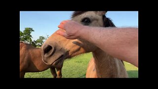 Installing A "Hidden" Kill Switch On A Tractor - Doctoring A Cut On A Horse