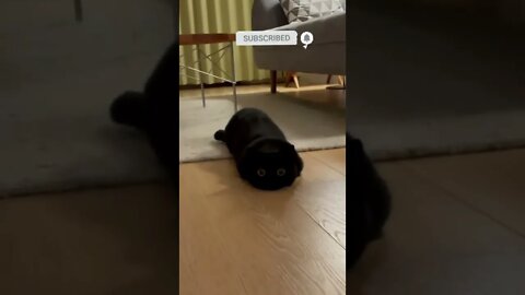 cute cat videos 😹 funny videos 😂 522 😻
