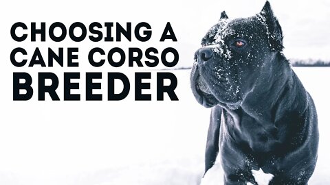 How To Choose a Cane Corso Breeder