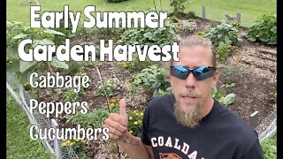 Summer Garden Harvest Begins! Sustainable Permaculture Gardening