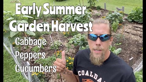Summer Garden Harvest Begins! Sustainable Permaculture Gardening