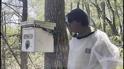 Two New Colonies of Honeybees Recently Chose Our Apiary!