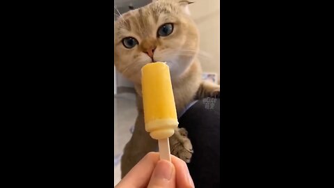 Funny cat and dog videos 😂