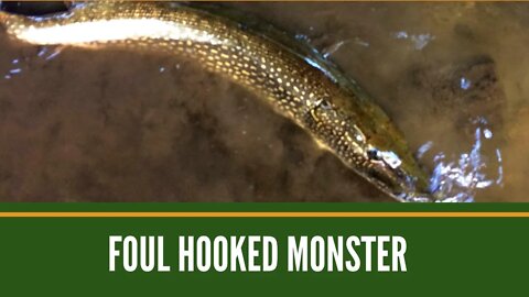 Foul Hooked Monster // Northern Pike River Fishing // Michigan Fishing Videos