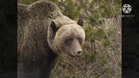 Grizzly bears.