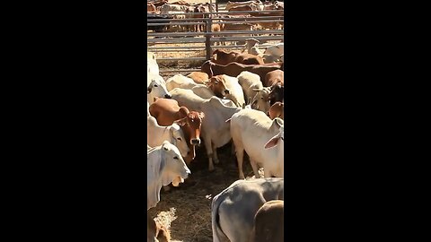 Into the world of cattle branding