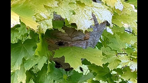 Wasp nest