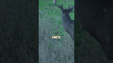 How much kinetic energy is enough? #deer #hunting #deerhunting #archery