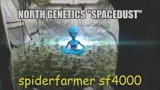 "Summer Stock II" ep7 #NorthGenetics #Spacedust 👽 #SpiderFarmer #sf4000 day 36