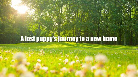 The Lost Puppy: A Heartwarming Rescue Tale