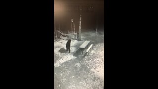 Bear eats my bird feeder