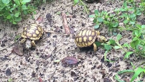 Baby Tortoises born in backyard