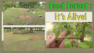 Food Forest : It's Alive!