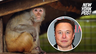 Animal-rights group says monkeys used in experiments for Elon Musk's Neuralink were subjected to 'extreme suffering