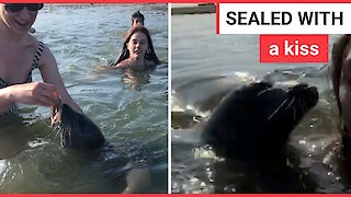 Seal greets swimmer with a kiss
