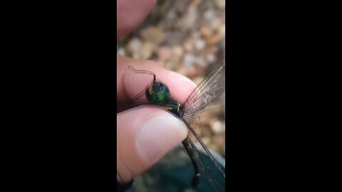 Dragonfly’s Species and its Habitat?