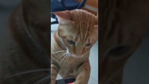 Cat demand his tablet