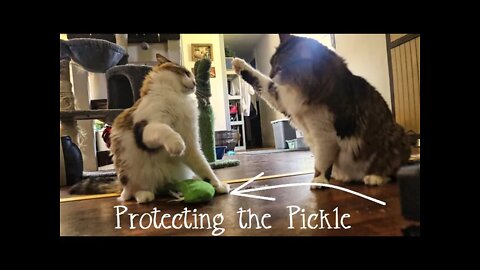 Cat Boxing Over Pickle