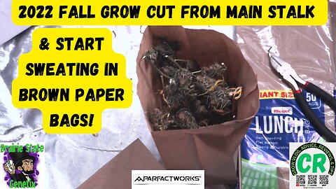 2022 Fall Grow Cut From Main Stalk & Start Sweating in Brown Paper Bags!