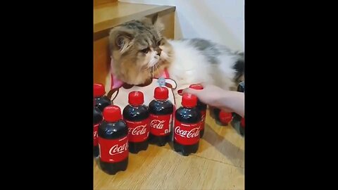 Funny Animals- - Best Of The Funny Animal Videos 2024