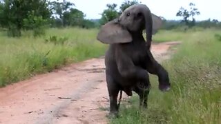 Cheeky baby elephant hilariously attempts to intimidate safari tourists