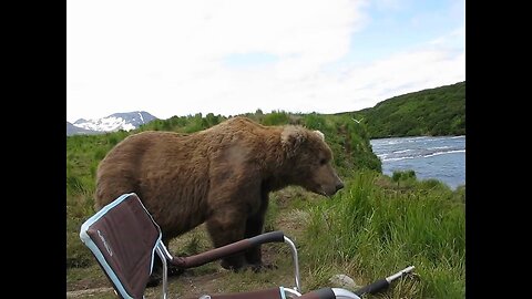 bear sits next to guy