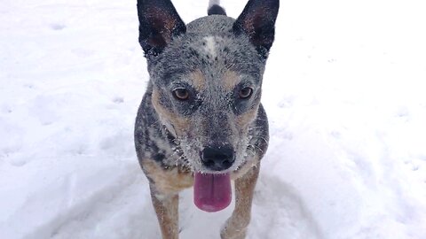 Australian Cattle Dog Herding Ball in Snow Zippy Blue Heeler the WONDER DOG!!