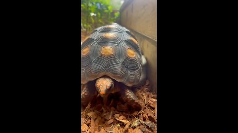 Tortuga en acción