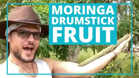 Ybor City Moringa - Lil Havana USA has Huge Drumsticks Grown Organically with Kendrick Henry