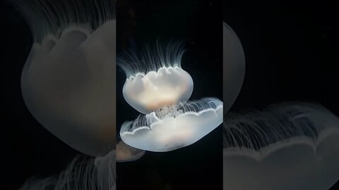 Moon Jellyfish